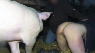 Woman Has Sex With A Pig