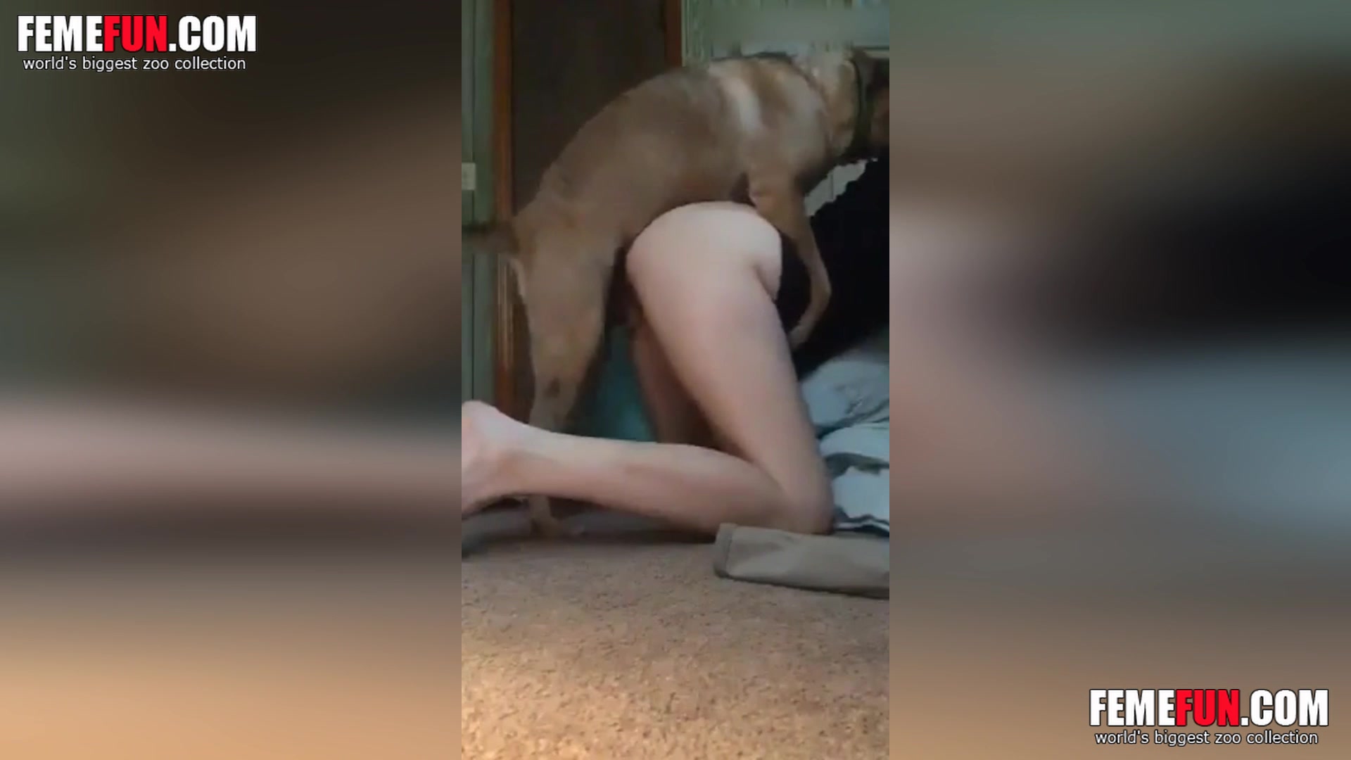 Dog Fucking Amateur Girl