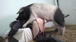 Sex With Pig