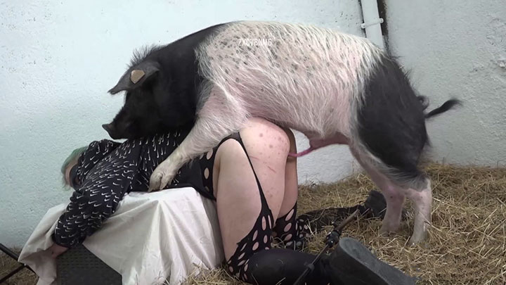 Pig Vs Woman Sex - Beastiality porn: Boobalicious MILF attempts to fucked her pig in ...