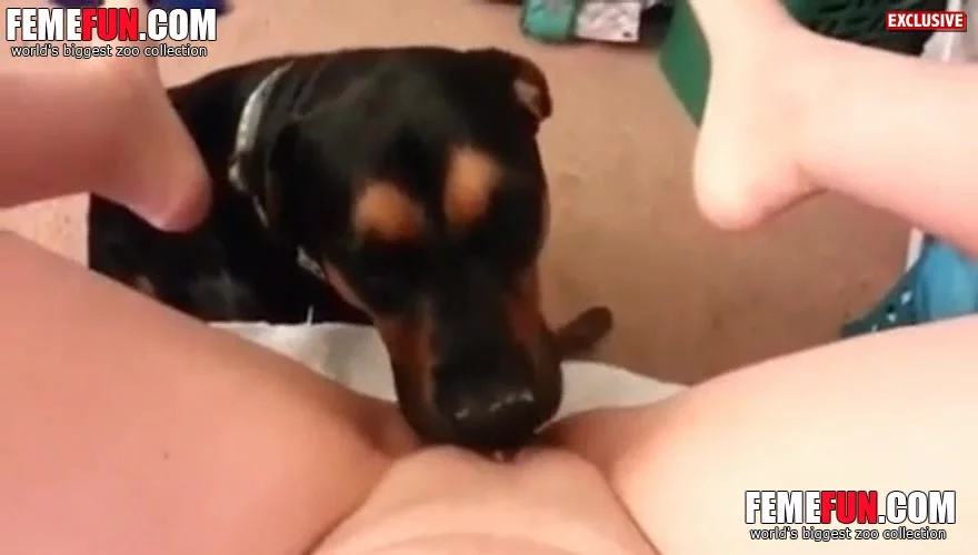 Dog Lick Cunt Pet Feasts On A Blondes Shaved Tight Puss