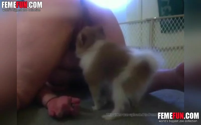 Big Titted Wife Lets Small Dog Lick Her Clean Beastiality XXX FemeFun