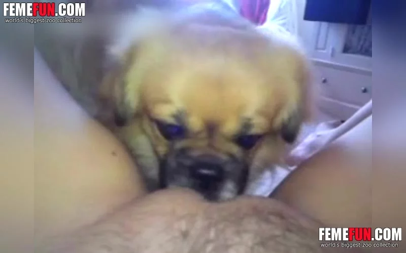 A Small Dog Licks The My Clit And Provides Enough Joy XXX FemeFun