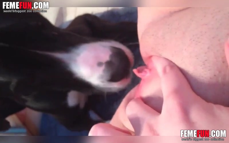 Porn video for tag : Painful gigantic dog knot stuck in pussy