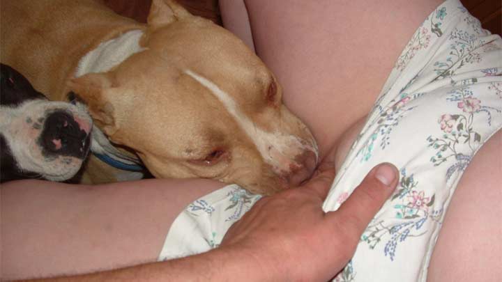 Dog tries it best because XXX lick should help the owner reach orgasm - XXX  FemeFun