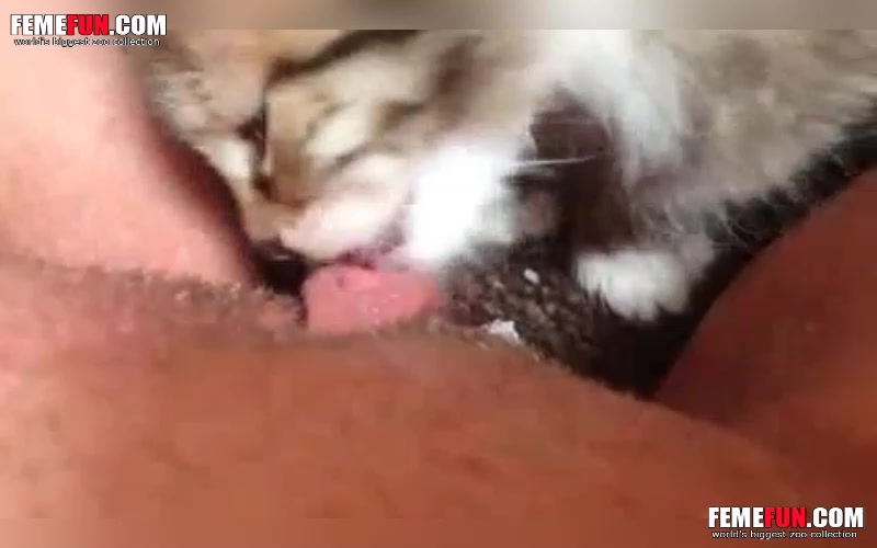 Kitten eating pussy