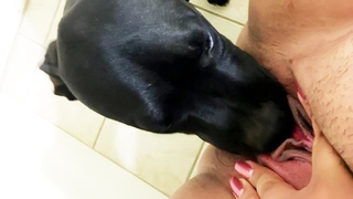 Dog Lick Girl Porn