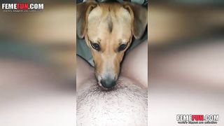 Zoophilia Porn ] Horny amateur coed spreading her legs for dog sex ...