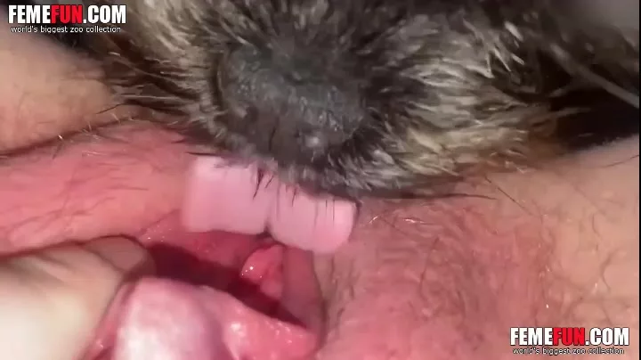 Dog licks her big clit and makes her cum hard.