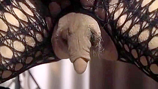 yes this is the most huge clitoris that I saw